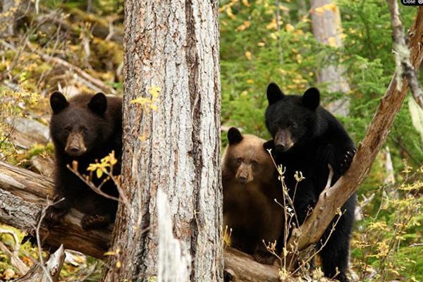 Wells Gray Guest Ranch Hotel Clearwater Bagian luar foto